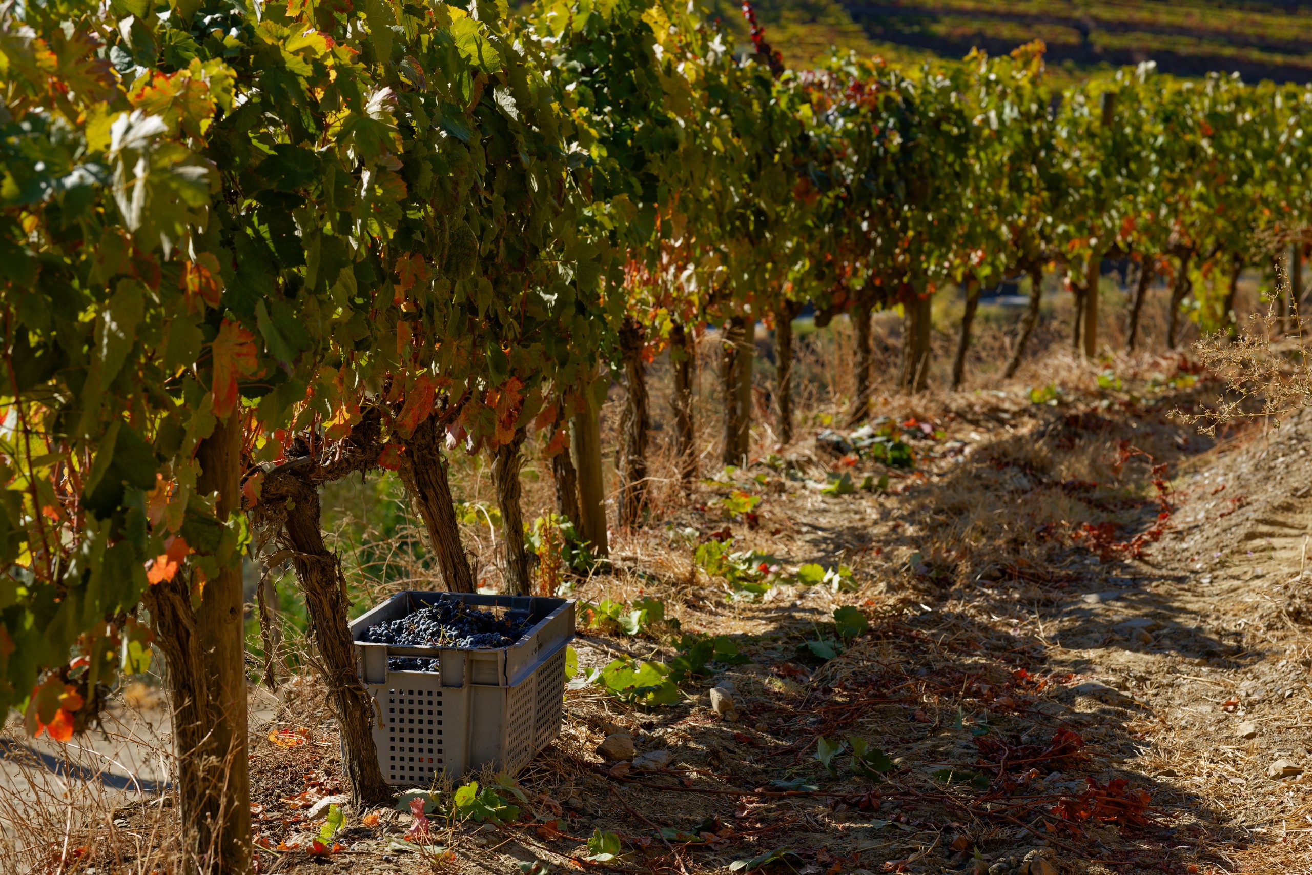Vindimas Douro