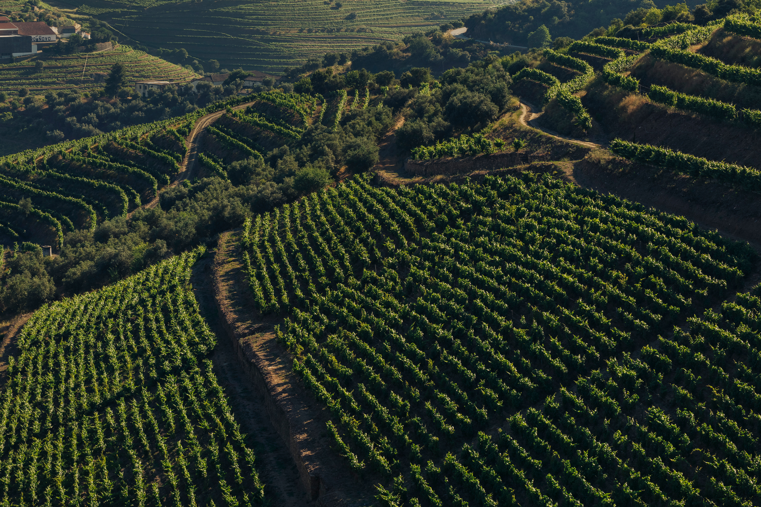 Vinhas Douro